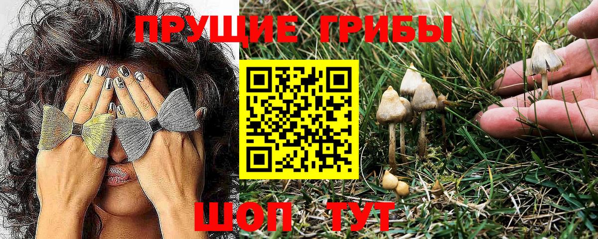 Галлюциногенные грибы Psilocybe Челябинск